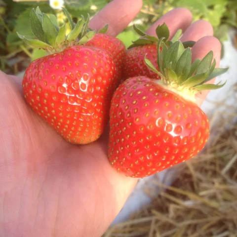 Strawberry_photo